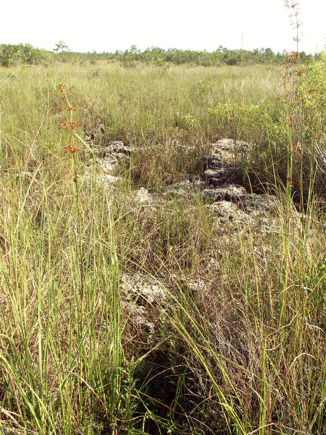 Uneven limestone formations in an Everglades sawgrass prairie