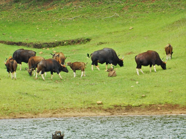 Herd of gaur in Periyar National Park