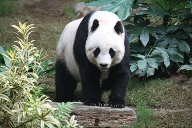 The giant panda has become the symbol of WWF.