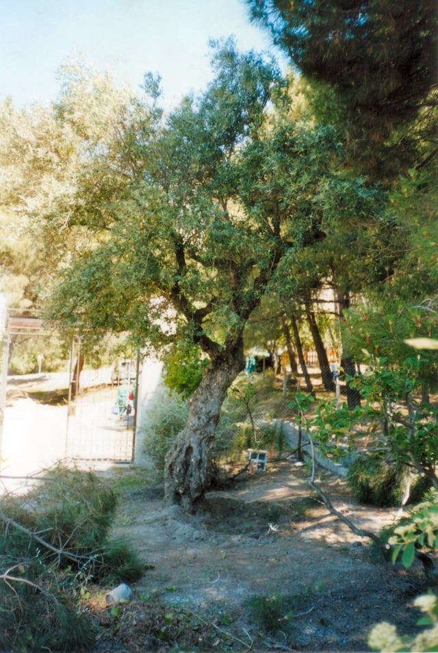 The site of the excavation as it was in 1999