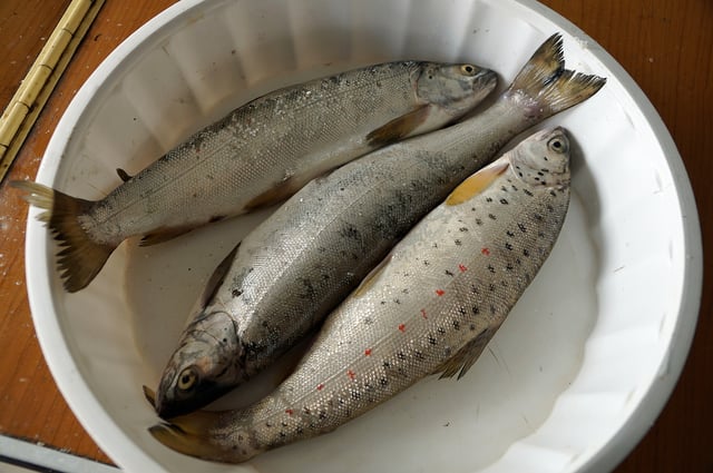 Ohrid trout is an ancient trout and only found in Lake Ohrid, one of the most ancient lakes in the world.