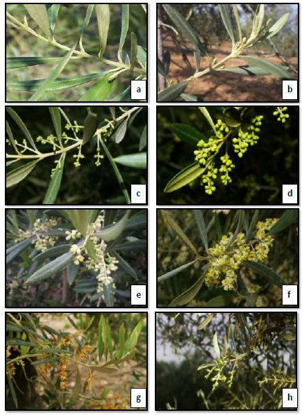 Phenological development of olive flowering, following BBCH standard scale.