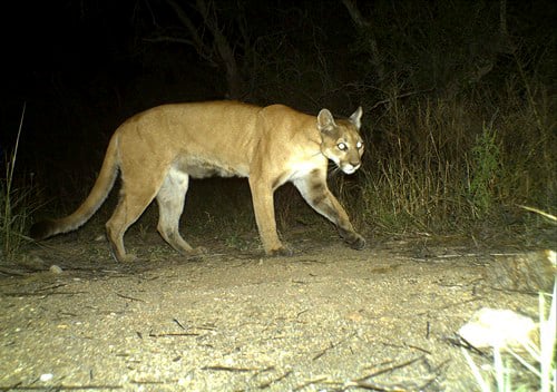 Mountain lion (Puma concolor)