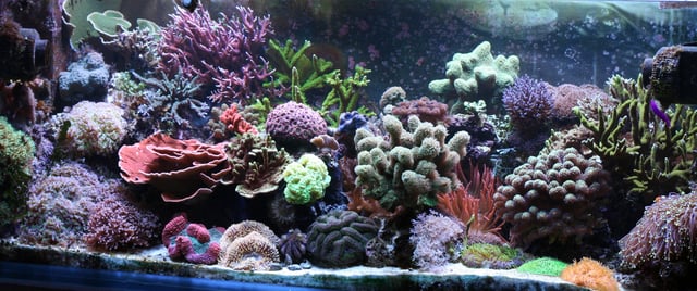 Reef aquascape