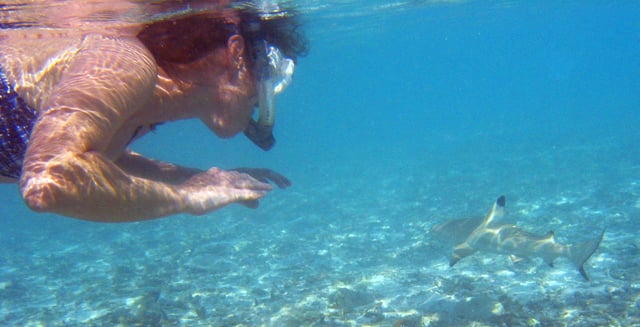 Snorkeler swims near blacktip reef shark. In rare circumstances involving poor visibility, blacktips may bite a human, mistaking it for prey. Under normal conditions they are harmless and shy.