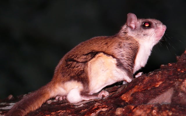 Southern flying squirrel