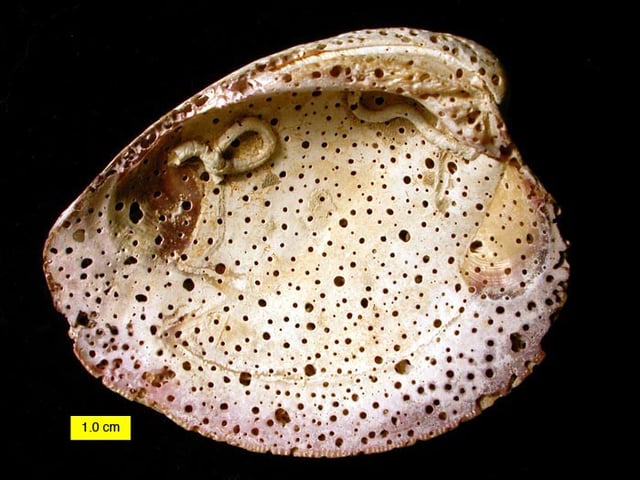 Holes made by clionaid sponge (producing the trace Entobia) after the death of a modern bivalve shell of species Mercenaria mercenaria, from North Carolina