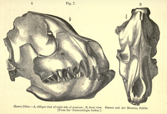 Skull of Crocuta sivalensis, an extinct Indian hyena proposed by Björn Kurtén as being the ancestor of the modern spotted hyena
