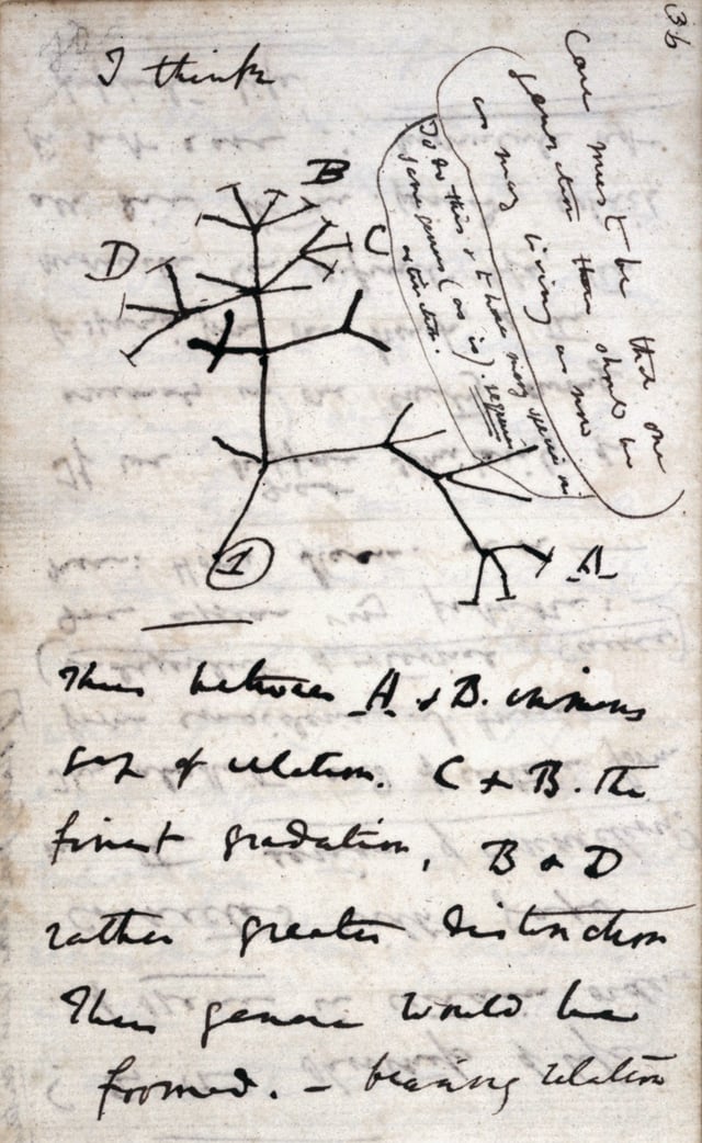 In mid-July 1837 Darwin started his "B" notebook on Transmutation of Species, and on page 36 wrote "I think" above his first evolutionary tree.