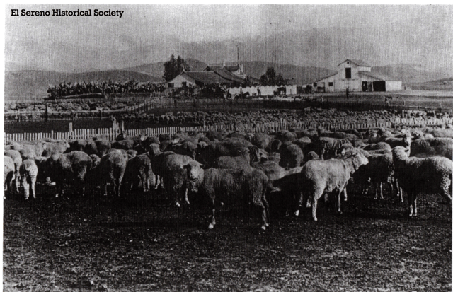 Flock of sheep with houses in background, Los Angeles County, about 1880, Photo taken on the Rancho Rosa de Castillo.