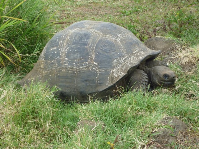 Galápagos tortoise on Santa Cruz Island (Galápagos)