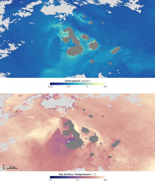 The bottom image shows sea surface temperature, cool upwelling waters are coloured purple. Thriving phytoplankton populations are indicated by high chlorophyll concentrations (top image), coloured green, and yellow. Images acquired on 2 March 2009.