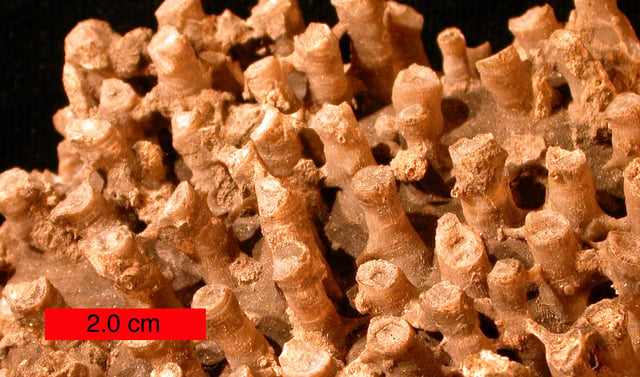 Tabulate coral (a syringoporid); Boone limestone (Lower Carboniferous) near Hiwasse, Arkansas, scale bar is 2.0 cm