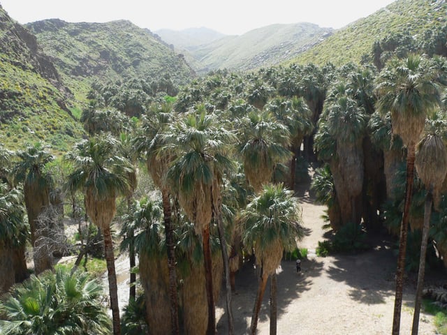 This grove of the native species Washingtonia filifera in Palm Canyon, California is growing alongside a stream running through the desert.