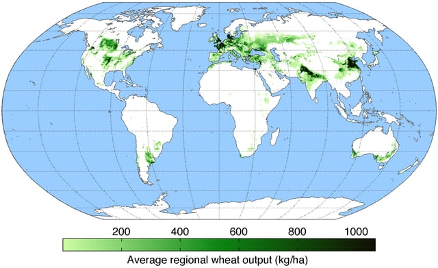 A map of worldwide wheat production.
