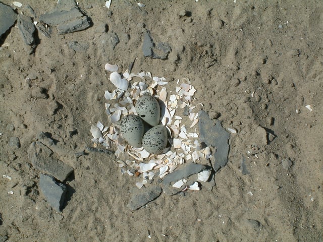 Nest of a plover (Charadrius