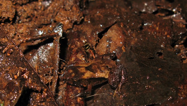 Pouched frog (Assa darlingtoni) camouflaged against leaf litter