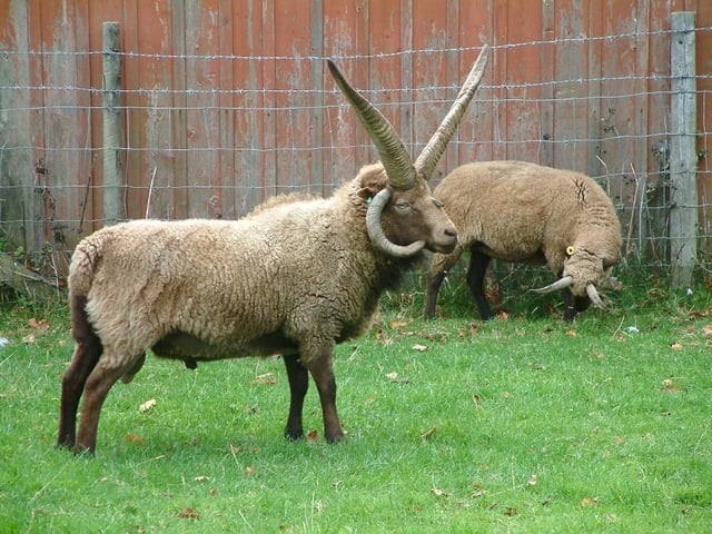 Manx Loaghtan sheep are bred on the island for their meat.