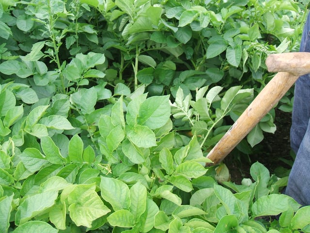 Potato plant prior to harvest