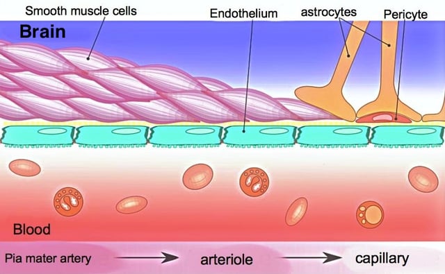 Sketch showing constitution of blood vessels inside the brain