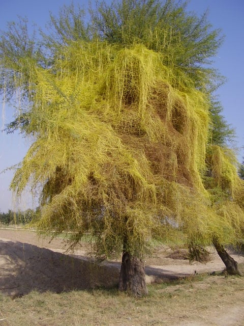 Cuscuta (a dodder), a stem holoparasite, on an acacia tree