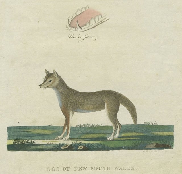 "Dog of New South Wales" illustrated in The Voyage of Governor Phillip to Botany Bay in 1788