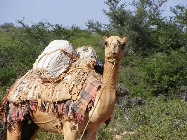 Somalia has the world's largest population of camels.