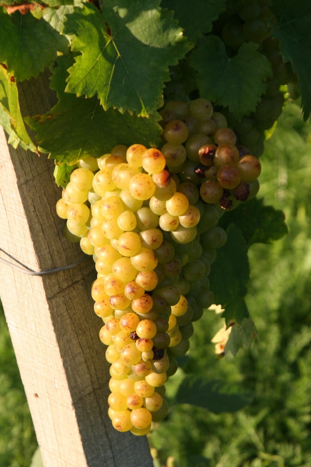 Muscat Blanc à Petits Grains growing in Weinsberg under the synonym Gelber Muskateller.