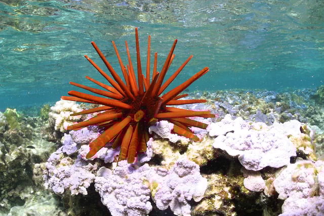 Red pencil urchin – Papahānaumokuākea. Photo courtesy USFWS.