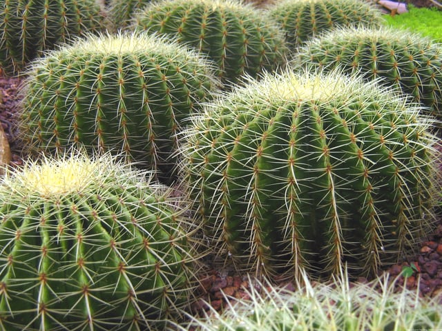 Cultivated cacti in the Singapore Botanic Gardens