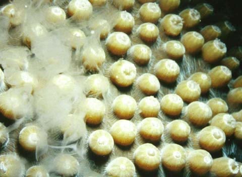 A male great star coral, Montastraea cavernosa, releasing sperm into the water.
