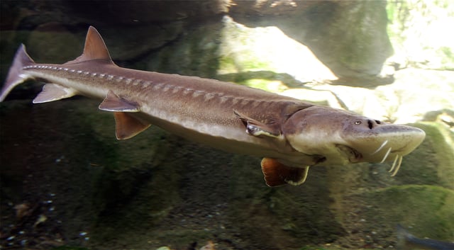 Sturgeons are among the major and most valuable commercial fish species of the Sea of Azov.