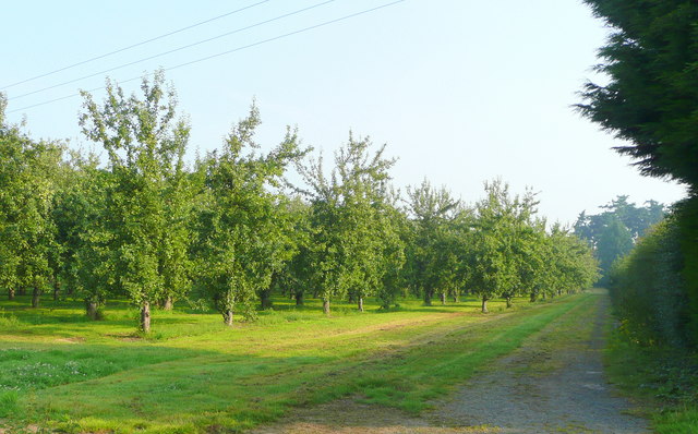 Bulmers cider orchard east of Hereford, near the River Wye
