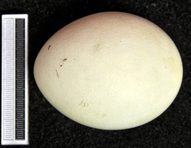 Egg, Collection at Museum Wiesbaden in Germany.