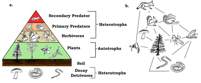 A trophic pyramid (a) and a food-web (b) illustrating ecological relationships among creatures that are typical of a northern boreal terrestrial ecosystem. The trophic pyramid roughly represents the biomass (usually measured as total dry-weight) at each level. Plants generally have the greatest biomass. Names of trophic categories are shown to the right of the pyramid. Some ecosystems, such as many wetlands, do not organize as a strict pyramid, because aquatic plants are not as productive as long-lived terrestrial plants such as trees. Ecological trophic pyramids are typically one of three kinds: 1) pyramid of numbers, 2) pyramid of biomass, or 3) pyramid of energy.