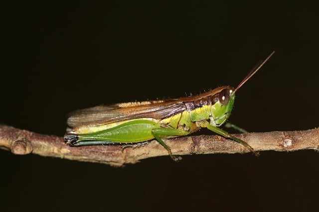 Chinese rice grasshopper(Oxya chinensis)Borneo, Malaysia
