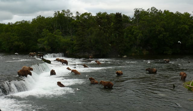 Group of brown bears at Brooks Falls