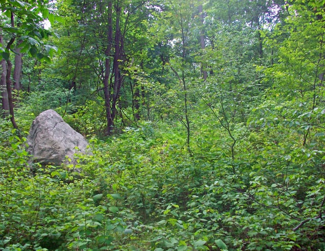 Highest point, in woods near sign on trail indicating highest point in county.