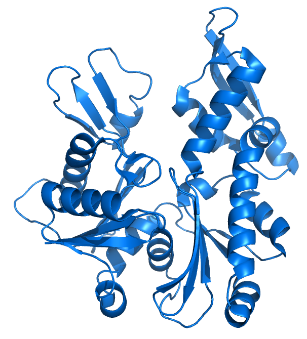 Structure of MreB, a bacterial protein whose three-dimensional structure resembles that of G-actin