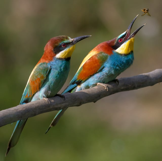 The bee-eater, Merops apiaster