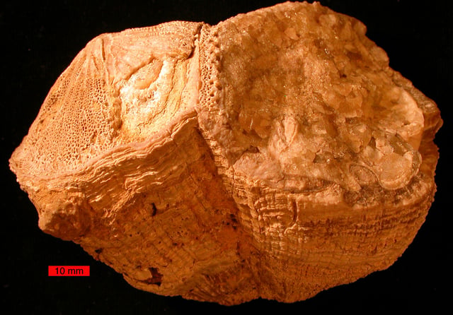 Rudist bivalves from the Late Cretaceous of the Omani Mountains, United Arab Emirates. Scale bar is 10 mm