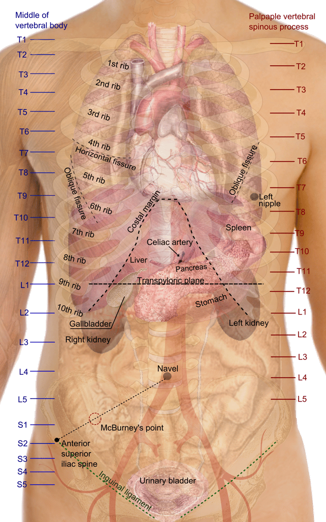 Surface projections of the organs of the trunk, from which organ locations are derived mainly from vertebra levels, ribs and the ilium.