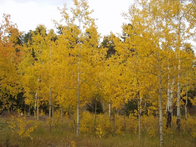 Autumn in the Bighorn Mountains