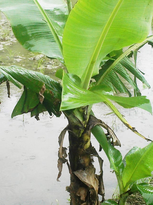 Young banana plant