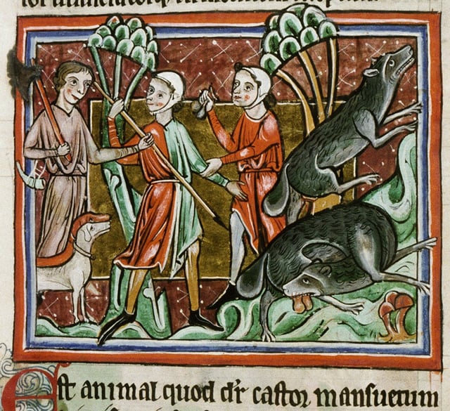 Depiction of a beaver hunt from a medieval bestiary. Beaver testicles has historically been an item of trade, for use in traditional medicine.
