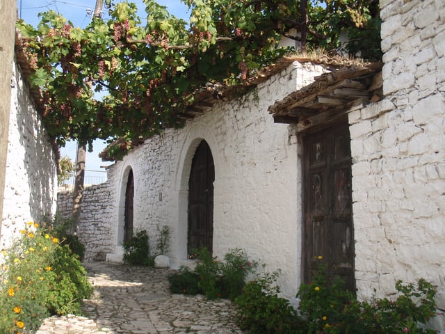 Grapes in Berat. Due to the mediterranean climate, wine, olives and citrus fruits are mostly produced in Southern Albania.