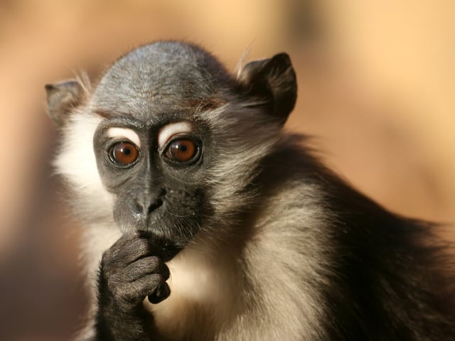Young cherry-crowned mangabey.