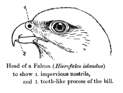 Most members of the genus Falco show a "tooth" on the upper mandible