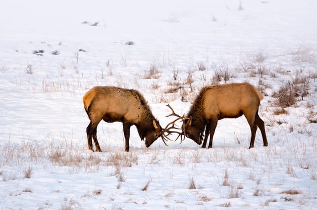 Sparring elks in Banff National Park, Canada