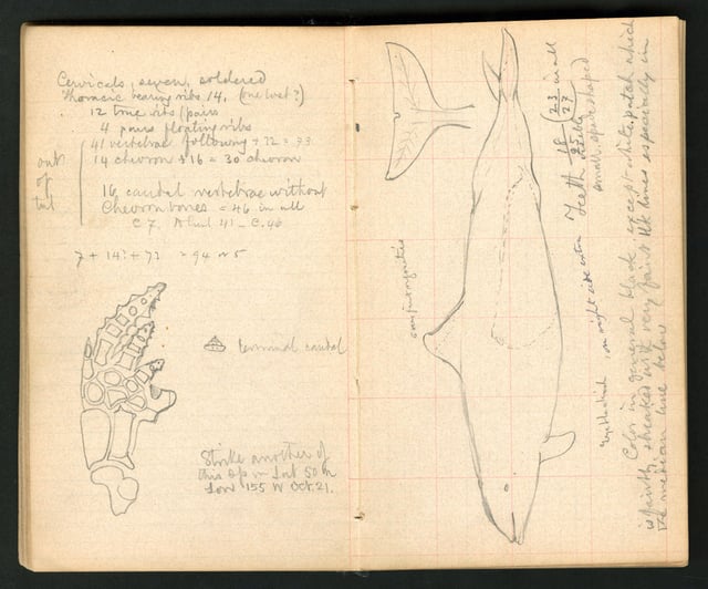 William Healey Dall's 1873 field notes on Phcoenoides from the Smithsonian Institution's Field Books collection
